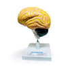Human Brain Model 2 Parts – Educational Anatomy Model for Biology & Medical Learning