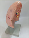 Human Lungs Anatomy Model – Educational Respiratory System Model for Biology & Medical Learning