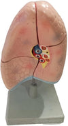 Human Lungs Anatomy Model – Educational Respiratory System Model for Biology & Medical Learning