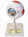 Human Eye Anatomy Model – Educational Eye Structure Model for Biology & Medical Learning