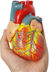 Human Heart Anatomy Model – Educational Human Organ Model for Biology & Medical Learning