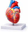 Human Heart Anatomy Model – Educational Human Organ Model for Biology & Medical Learning