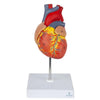Anatomical Human Heart Model with Display Stand – Hand-Painted Numbered Medical Replica for Biology & Medical Education