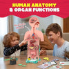 Smartivity Human Body Toy for Kids 6-12 Years|Body Organs & Functions