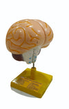Human Brain Model 2 Parts – Educational Anatomy Model for Biology & Medical Learning